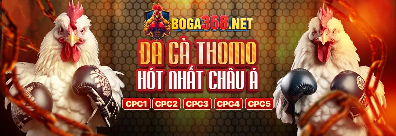 Đá gà OVN79 - Sân đấu trực tuyến